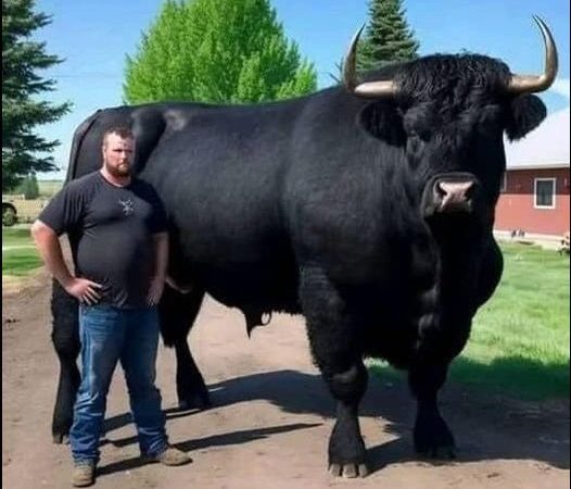 I recently spent $6,500 on this registered Black Angus bull.